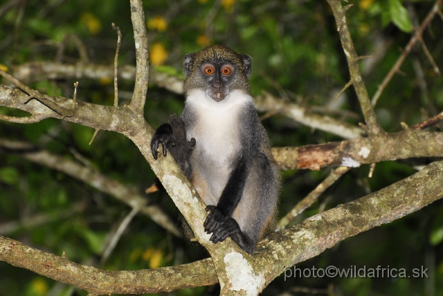 _DSC003578.JPG - Endemic subspecies of Coastal Diademed Monkey (Cercopithecus mitis kibonotensis).
