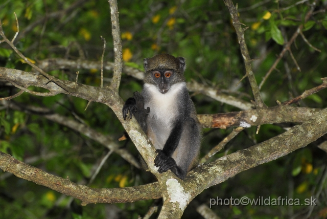 _DSC0037.JPG - Endemic subspecies of Coastal Diademed Monkey (Cercopithecus mitis kibonotensis).
