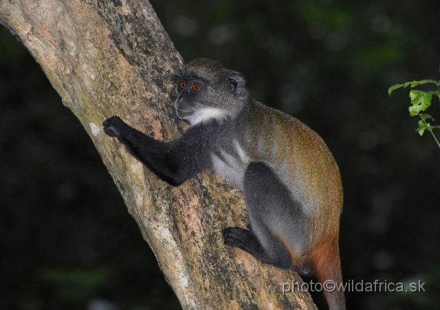 _DSC0041.JPG - Endemic subspecies of Coastal Diademed Monkey (Cercopithecus mitis kibonotensis).