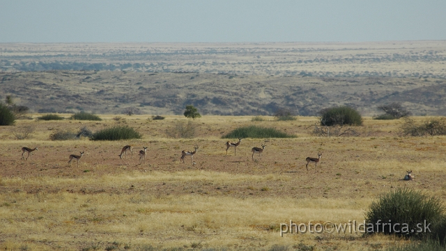 DSC_0552.JPG - Springboks of Brandberg area