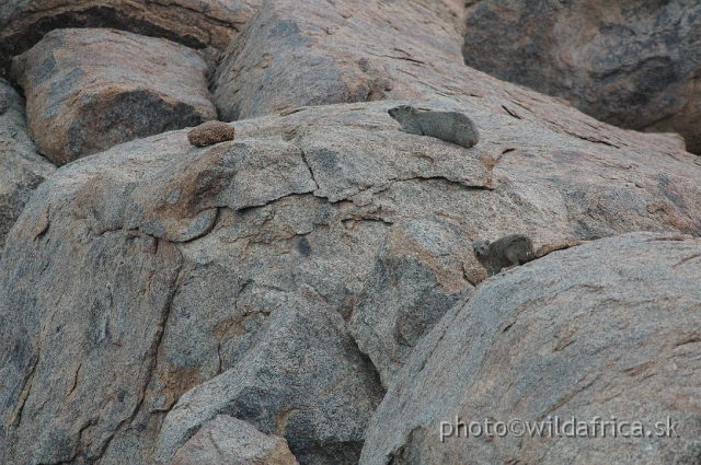 DSC_0563.JPG - Rock Hyrax (Procavia capensis welwitschii)