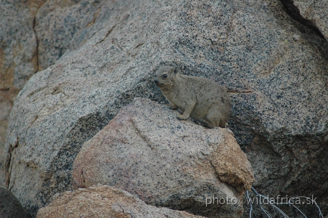 DSC_0570.JPG - Rock Hyrax (Procavia capensis welwitschii)