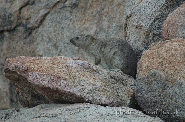 DSC_0571.JPG - Rock Hyrax (Procavia capensis welwitschii)