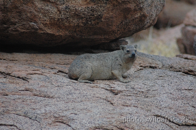 DSC_0572.JPG - Rock Hyrax (Procavia capensis welwitschii)