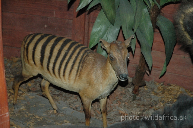 DSC_0025.JPG - Zebra Duiker (Cephalophus zebra)