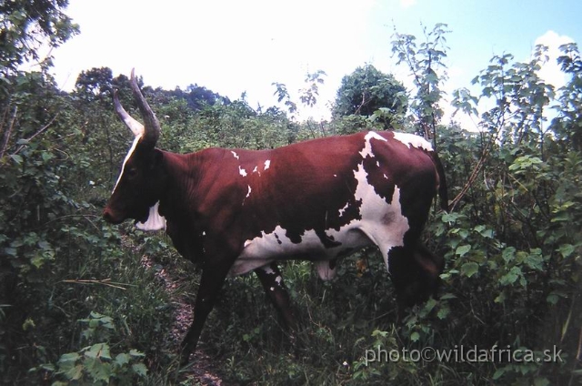 4562.JPG - Zebu  cattle