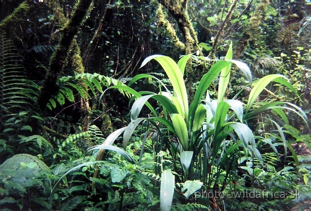 P1010001.JPG - Lush vegetation of Bwindi.