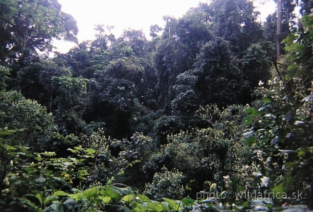P1010021.JPG - African tropical rainforest.