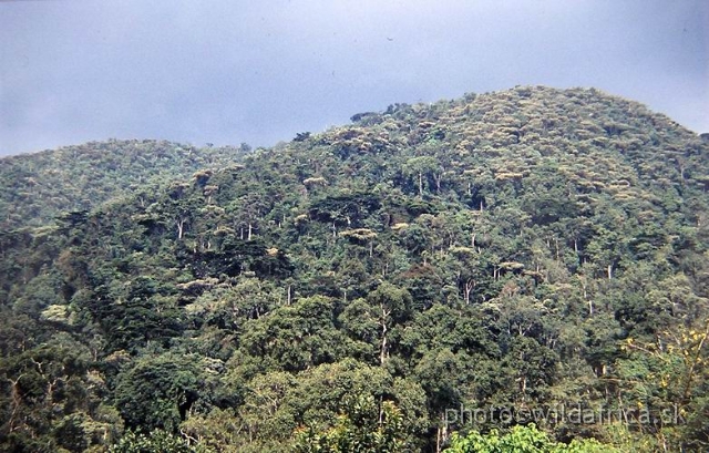 P1010028.JPG - African tropical rainforest.