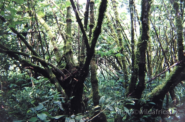 P1010031.JPG - Interior of the middle altitude rainforest