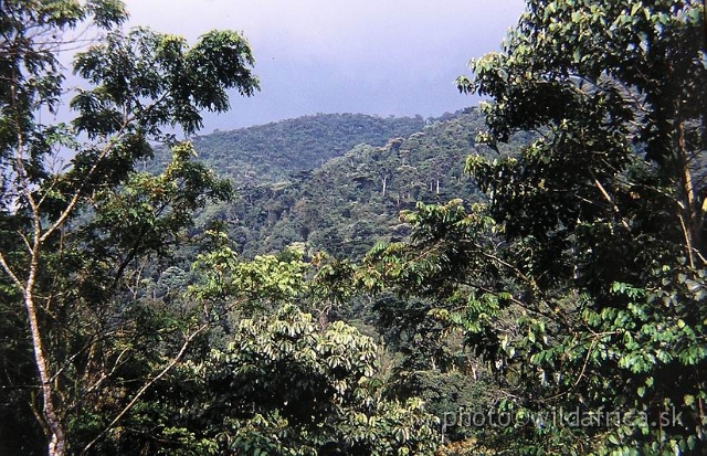 P1010032.JPG - African tropical rainforest.