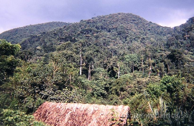 P1010043.JPG - African tropical rainforest.
