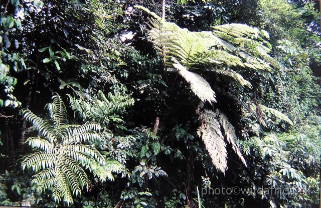 P1010052.JPG - African tropical rainforest.