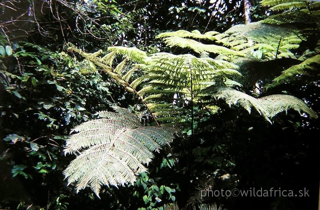 P9140009U.JPG - African tropical rainforest.