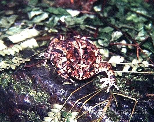 P9140012.JPG - Bufo kisoloensis: local toad species.