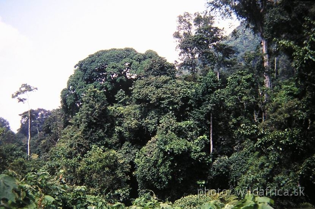 PA170089.JPG - African tropical rainforest.