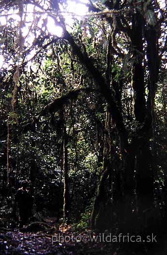 PA170092.JPG - African tropical rainforest.