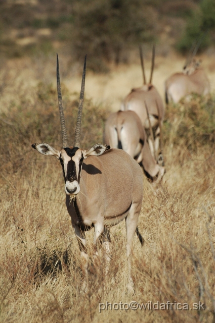 DSC_0005.JPG - Beisa Oryx (Oryx gazella beisa)