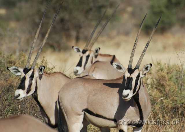 DSC_0014.JPG - For us was this antelope one of the seven Samburu highlights and must see.