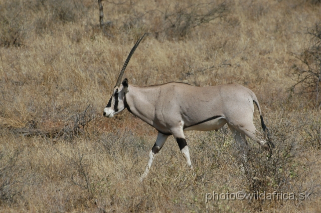DSC_0015.JPG - A solitary male of Beisa Oryx (Oryx gazella beisa)