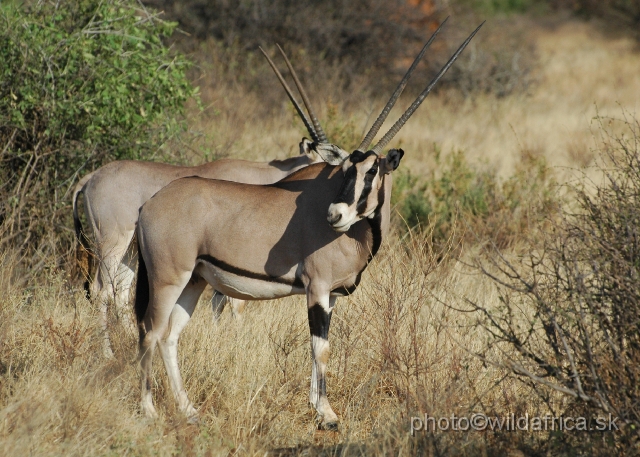 DSC_0018.JPG - Beisa Oryx (Oryx gazella beisa)