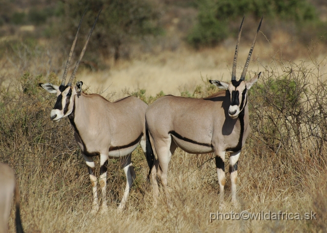 DSC_0020.JPG - Beisa Oryx (Oryx gazella beisa) ranges from Ethiopia to Tana River in eastern Kenya.