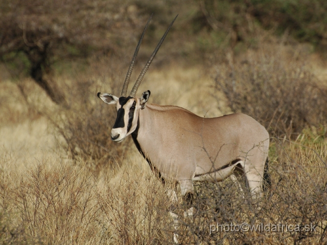 DSC_0021.JPG - Beisa Oryx (Oryx gazella beisa) lacks black stripe on the hindlegs as is typical in Gemsboks from southern Africa.