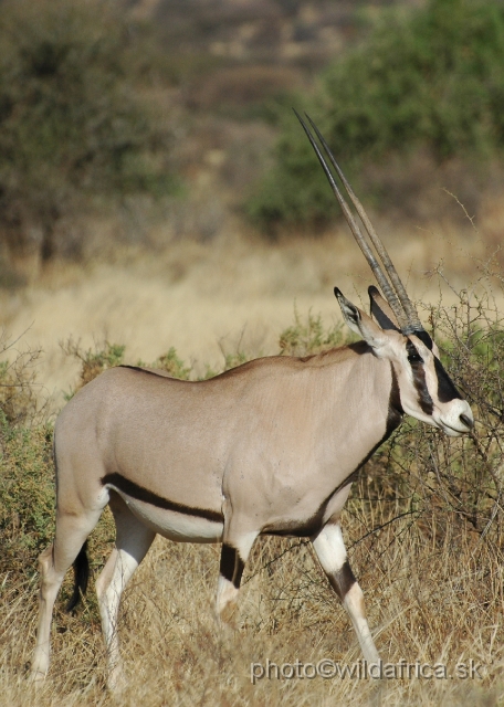 DSC_0022.JPG - Beisa Oryx (Oryx gazella beisa)