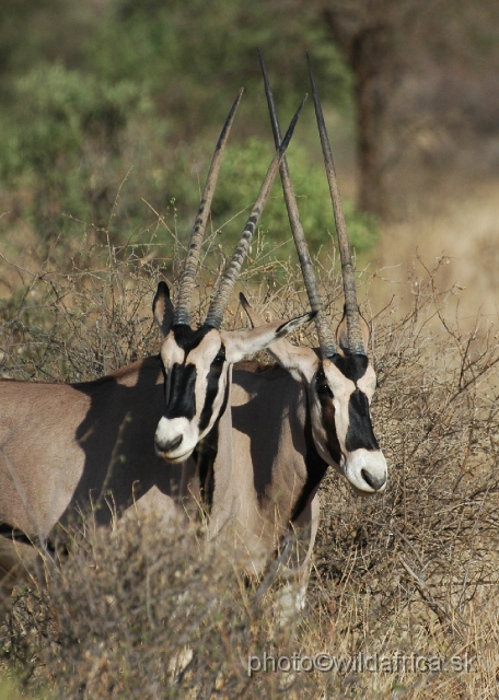 DSC_0024.JPG - Beisa Oryx (Oryx gazella beisa)