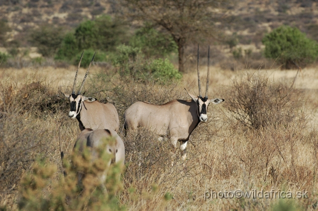 DSC_0028.JPG - Beisa Oryx (Oryx gazella beisa)