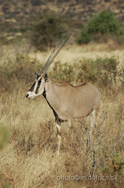DSC_00334.JPG - Beisa Oryx (Oryx gazella beisa)