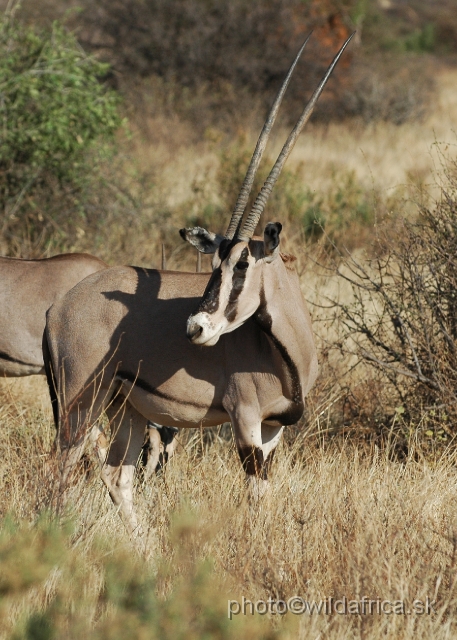 DSC_0037.JPG - Beisa Oryx (Oryx gazella beisa)