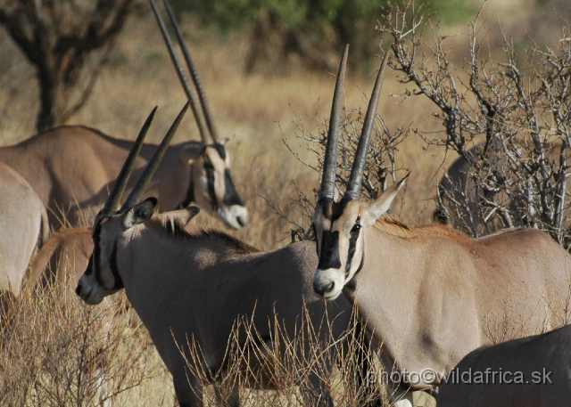 DSC_0039.JPG - Beisa Oryx (Oryx gazella beisa)