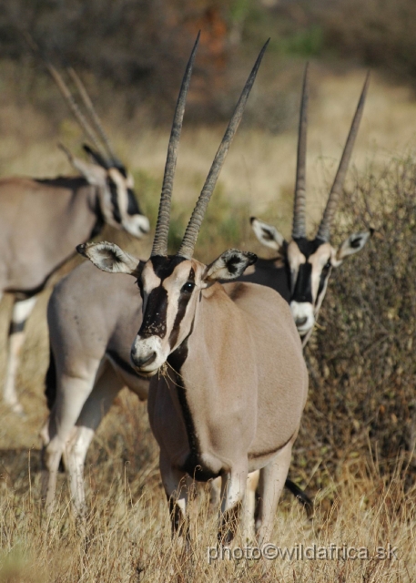 DSC_0045.JPG - Beisa Oryx (Oryx gazella beisa)