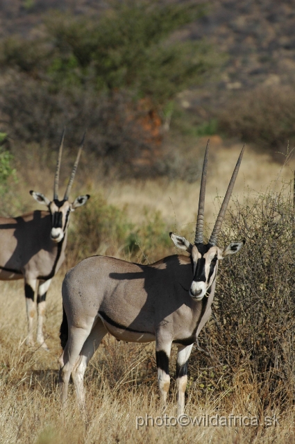 DSC_0047.JPG - Beisa Oryx (Oryx gazella beisa)
