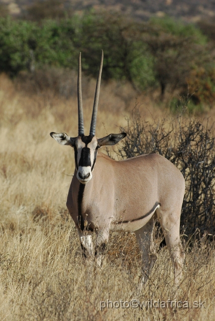 DSC_005254.JPG - Beisa Oryx (Oryx gazella beisa)