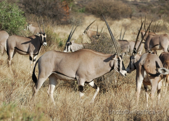 DSC_0057.JPG - Beisa Oryx (Oryx gazella beisa)