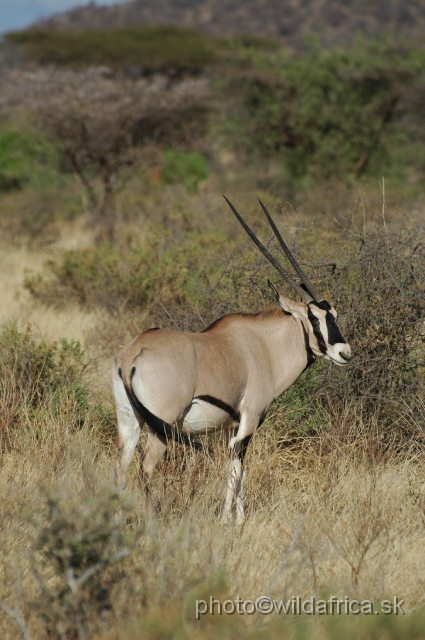 DSC_0061.JPG - Beisa Oryx (Oryx gazella beisa)