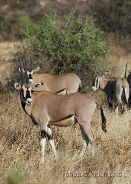 DSC_0062.JPG - Beisa Oryx (Oryx gazella beisa)