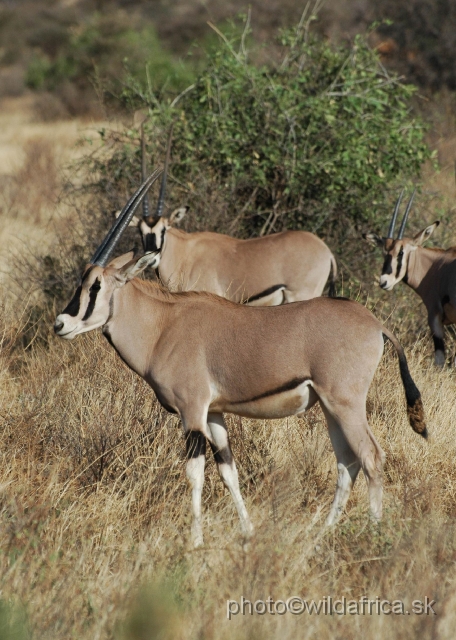 DSC_0063.JPG - Beisa Oryx (Oryx gazella beisa)