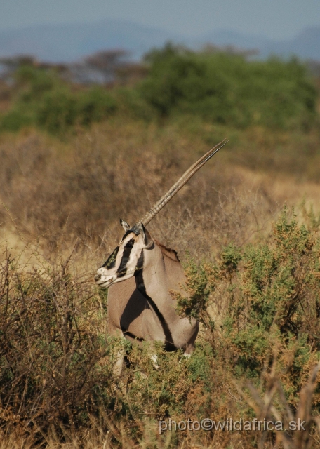 DSC_0064.JPG - Beisa Oryx (Oryx gazella beisa)