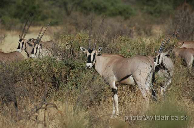 DSC_0066.JPG - Beisa Oryx (Oryx gazella beisa)