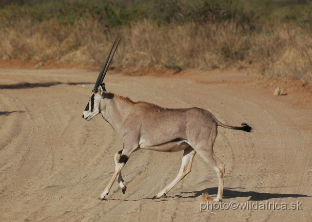 DSC_0069.JPG - Beisa Oryx (Oryx gazella beisa)