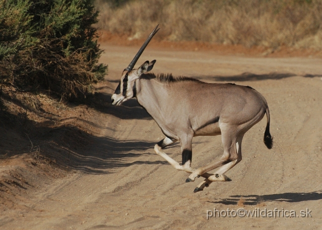 DSC_0074.JPG - Beisa Oryx (Oryx gazella beisa)