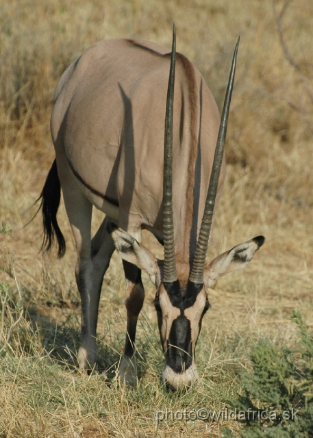 DSC_0240.JPG - Beisa Oryx (Oryx gazella beisa)