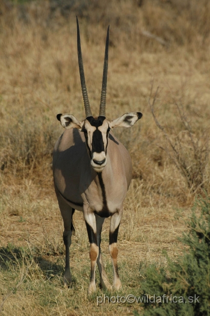 DSC_0247.JPG - Beisa Oryx (Oryx gazella beisa)
