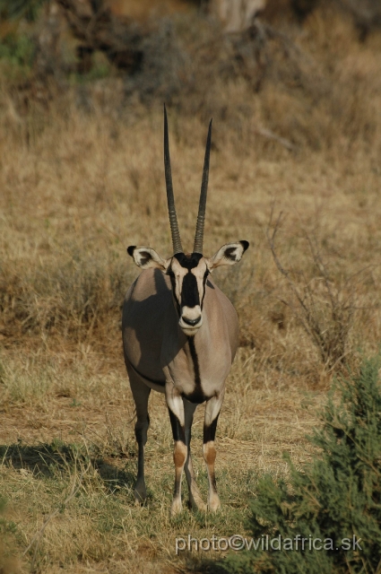 DSC_0248.JPG - Beisa Oryx (Oryx gazella beisa)