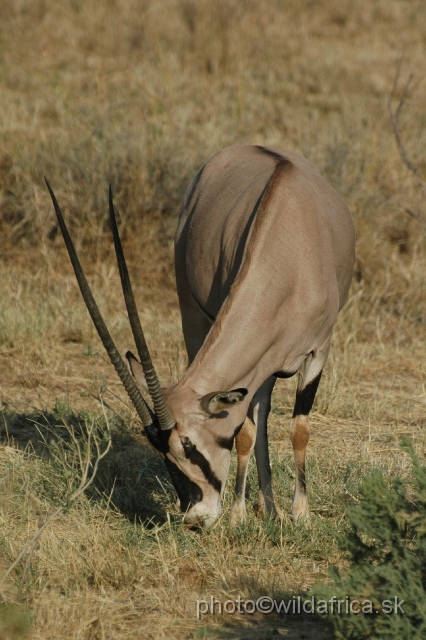 DSC_0249.JPG - Beisa Oryx (Oryx gazella beisa)