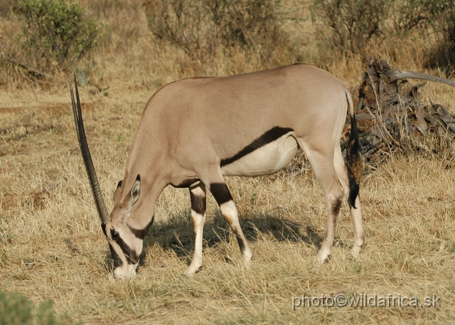 DSC_0263.JPG - Beisa Oryx (Oryx gazella beisa)