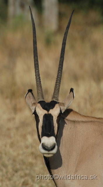 DSC_0269.JPG - Beisa Oryx (Oryx gazella beisa)